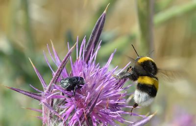 Close-up of honey bee on purple flower