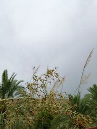 Plants growing against sky