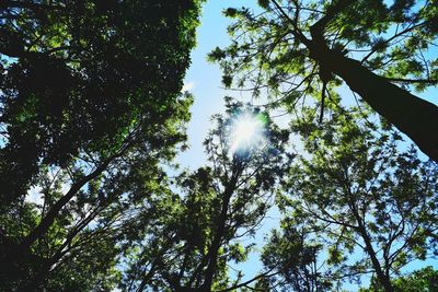 Low angle view of trees in forest against sky