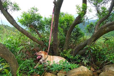 People relaxing on tree trunk