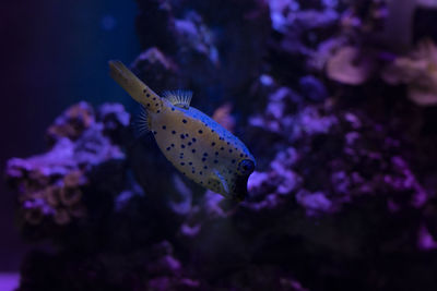 Fish swimming in sea