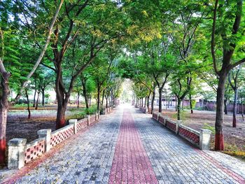 Trees along road