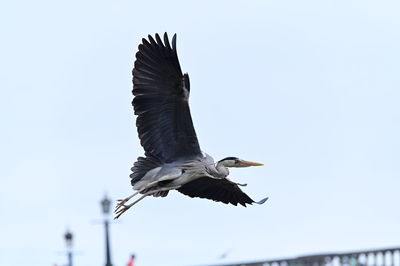 Close-up of bird flying against clear sky