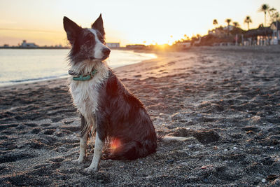 Dog looking away at beach during sunset