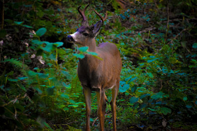 Deer  in wild