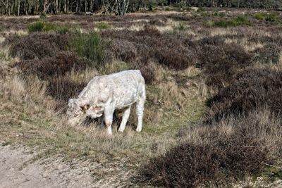 Sheep on field