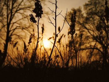 Plants growing on field at sunset