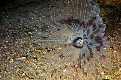 Close-up of fish underwater