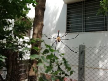 Close-up of spider on plant