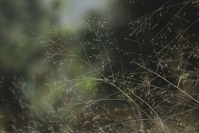 Close-up of wet spider web on plant