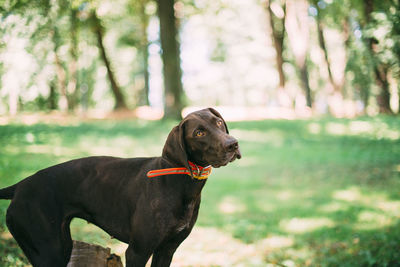 Close-up of a dog looking away