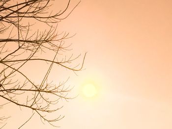 Low angle view of trees at sunset