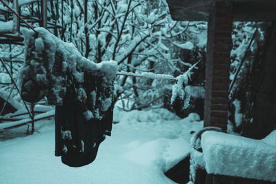 Close-up of icicles hanging from tree