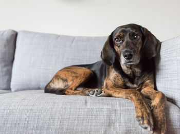 Close-up of dog sitting on sofa