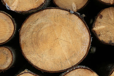 Full frame shot of logs in forest