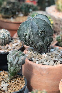 High angle view of potted plant