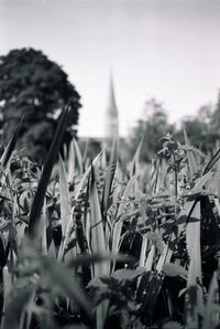 Close-up of plants on field against clear sky