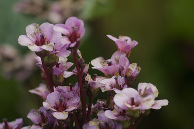 Close-up of pink flowering plant