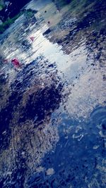 Reflection of trees in puddle