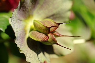 Close-up of flower on plant