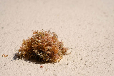 Close-up of a flower on beach