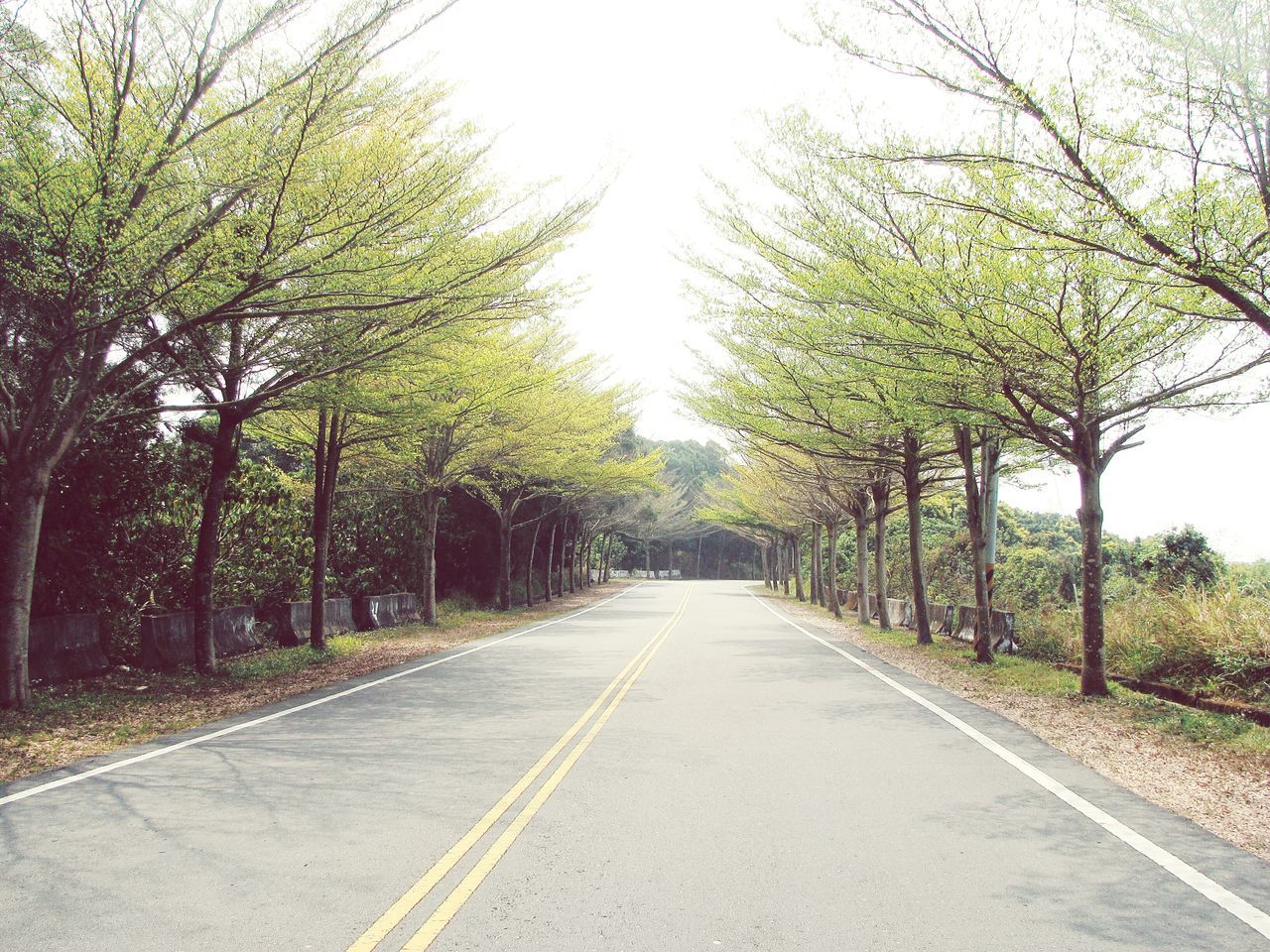 the way forward, tree, diminishing perspective, transportation, road, vanishing point, treelined, road marking, empty road, long, clear sky, street, empty, growth, country road, tranquility, asphalt, sky, day, nature