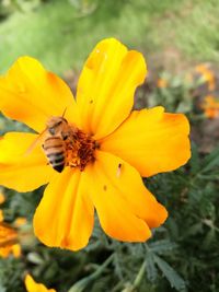 Close-up of bee on yellow flower