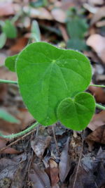 Close-up of fresh green leaves on land