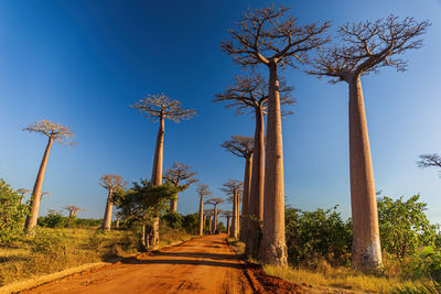 Trees on field against clear sky