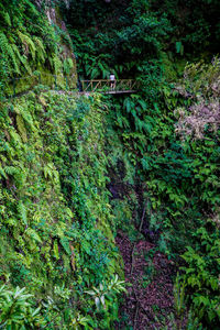 High angle view of trees in forest