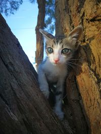 Portrait of a cat