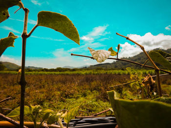 Close-up of lizard on tree against sky