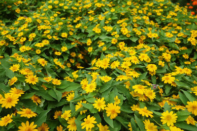 Close-up of yellow flowering plants