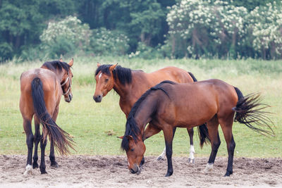 Horses on a field