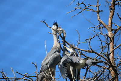 Low angle view of bird perching on tree against sky