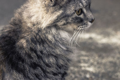 Close-up of cat