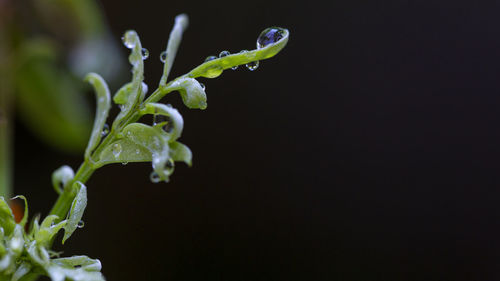 The top of the young indigo tree with water droplets. selective focus.