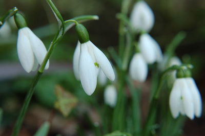 Close-up of white flowers blooming outdoors