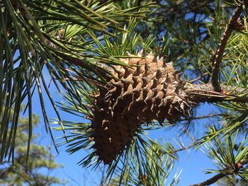 Low angle view of pine tree against sky