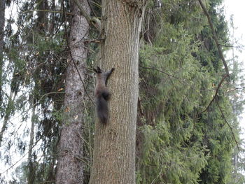 Bird on tree trunk