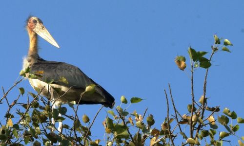 Low angle view of bird perching on tree against clear blue sky