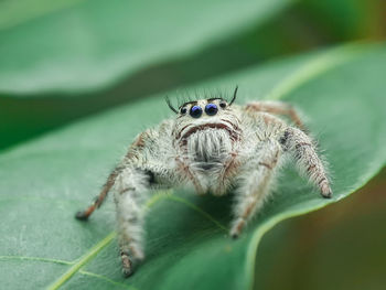 Close-up of spider