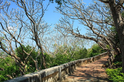 Footpath amidst trees against sky