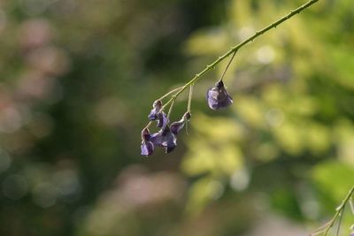 Close-up of purple flower hanging on plant