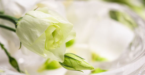 Close-up of white rose