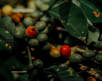 Close-up of coffee fruits on tree