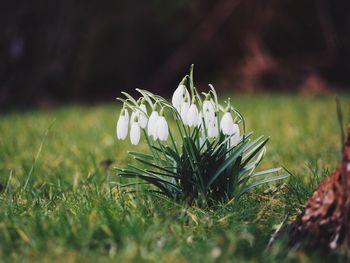 Close-up of white flower