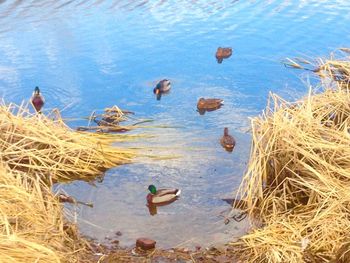 High angle view of ducks swimming in lake