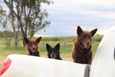 Portrait of two dogs