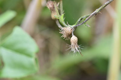 Close-up of dried plant outdoors